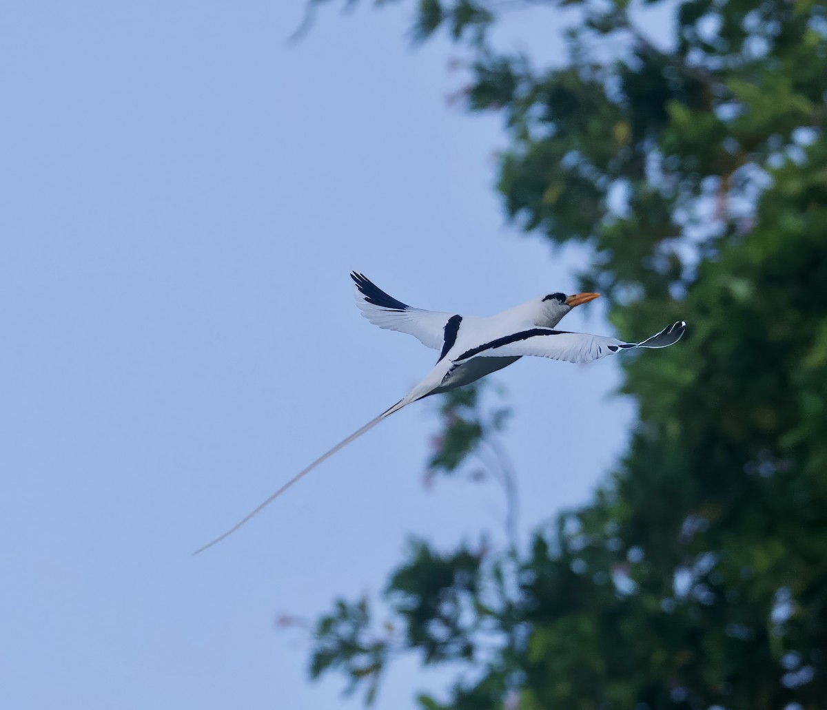 White-tailed Tropicbird - John Gregory