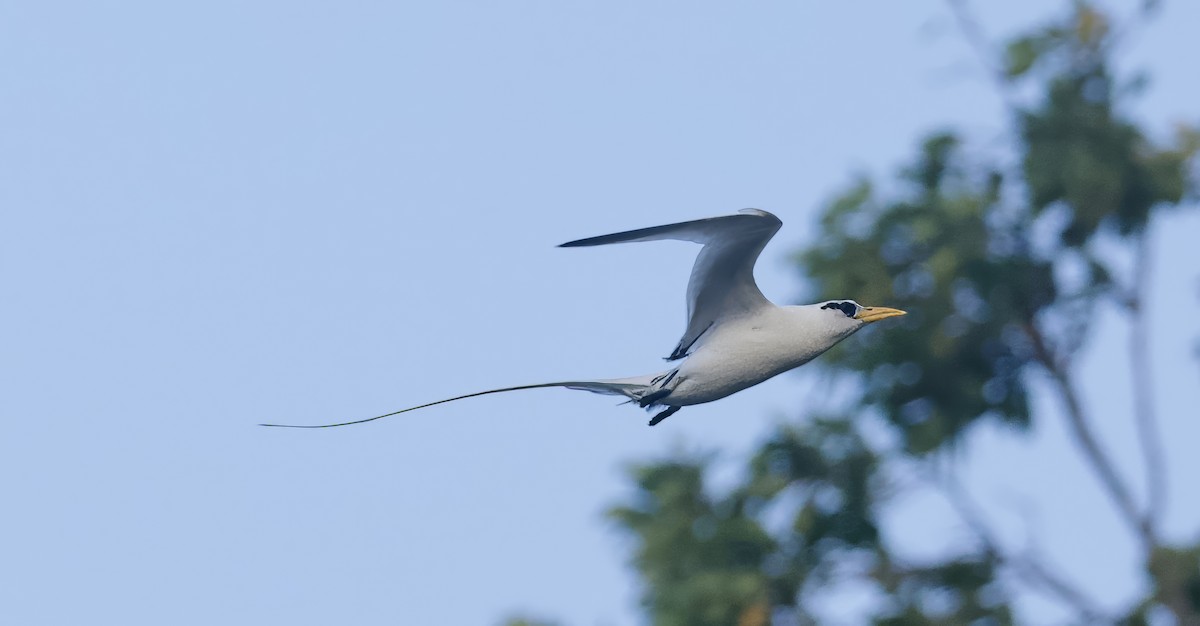 White-tailed Tropicbird - John Gregory