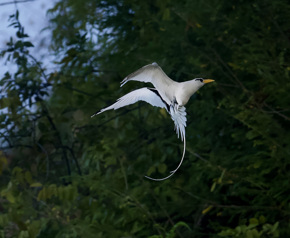 White-tailed Tropicbird - John Gregory