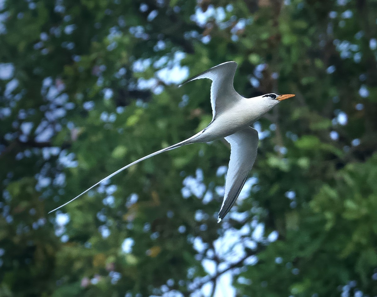 White-tailed Tropicbird - John Gregory