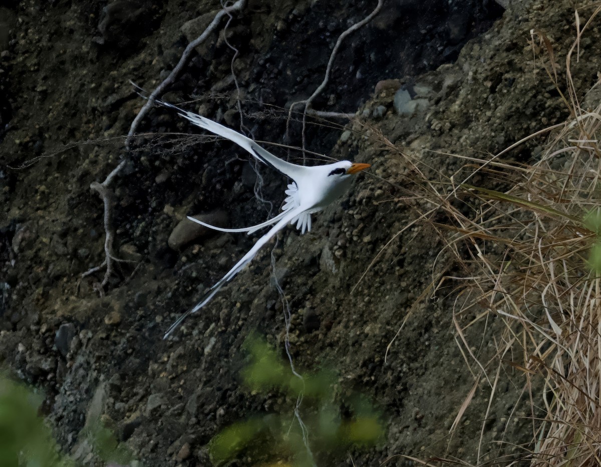 White-tailed Tropicbird - ML615175740