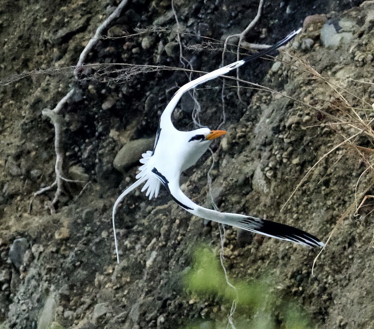 White-tailed Tropicbird - ML615175741