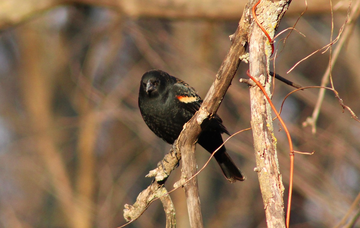 Red-winged Blackbird - Gary Lechliter