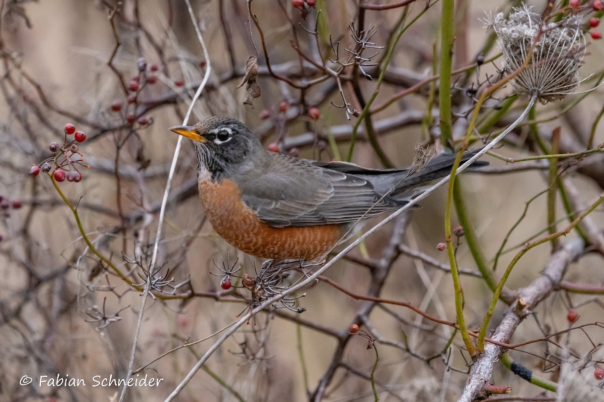 American Robin - ML615175761