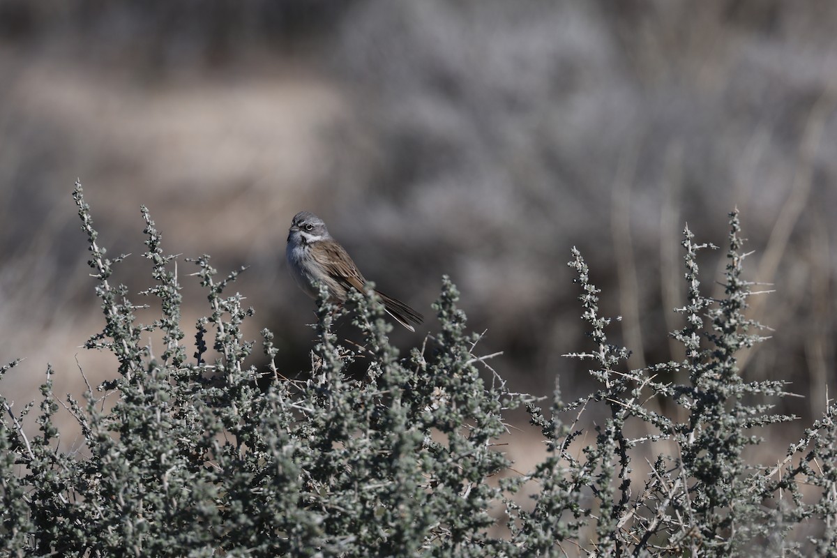 Sagebrush/Bell's Sparrow (Sage Sparrow) - ML615175774