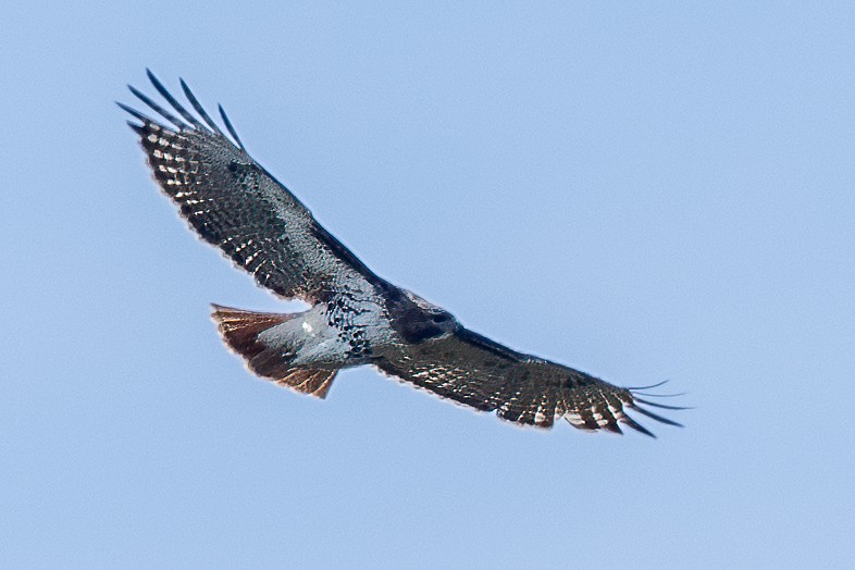 Red-tailed Hawk - Bill Wood