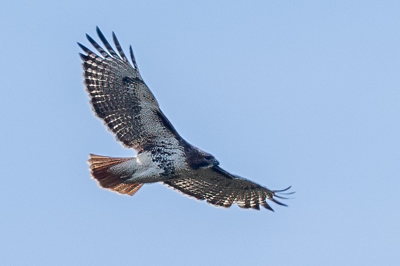 Red-tailed Hawk - ML615175781