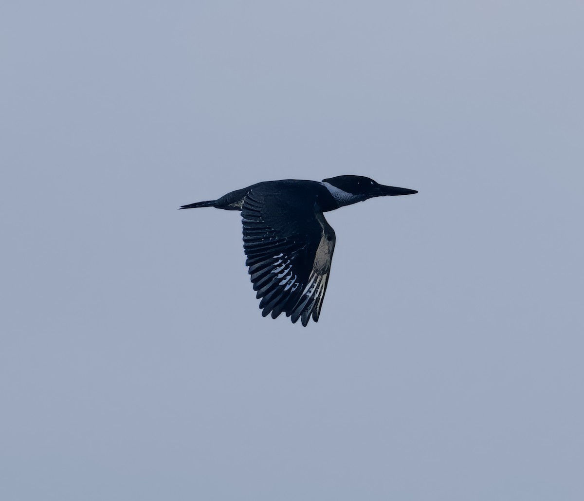 Belted Kingfisher - John Gregory