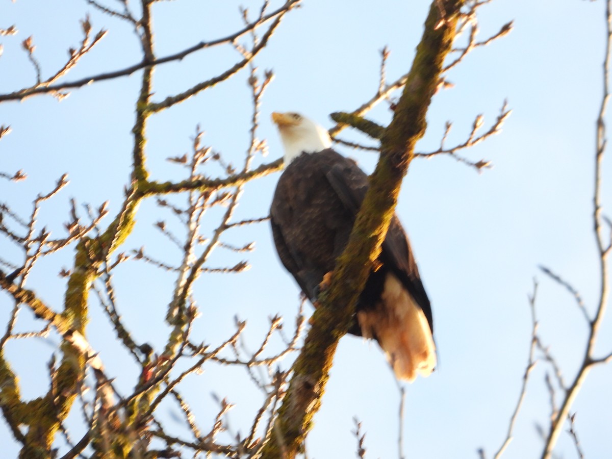 Weißkopf-Seeadler - ML615175812