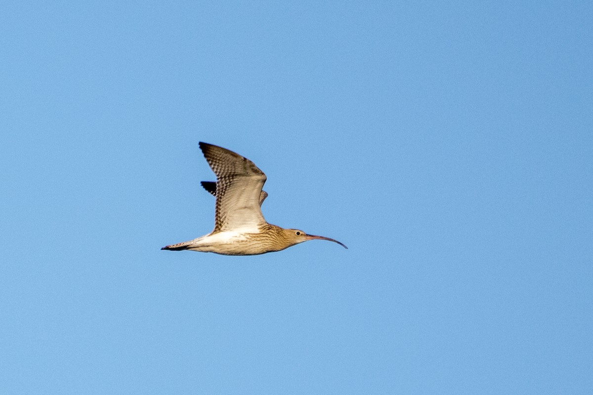 Eurasian Curlew - Mona Kiepert