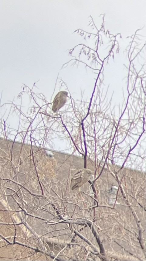 Black-crowned Night Heron - ML615175842