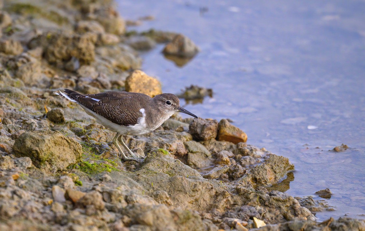 Common Sandpiper - Tracey Jolliffe