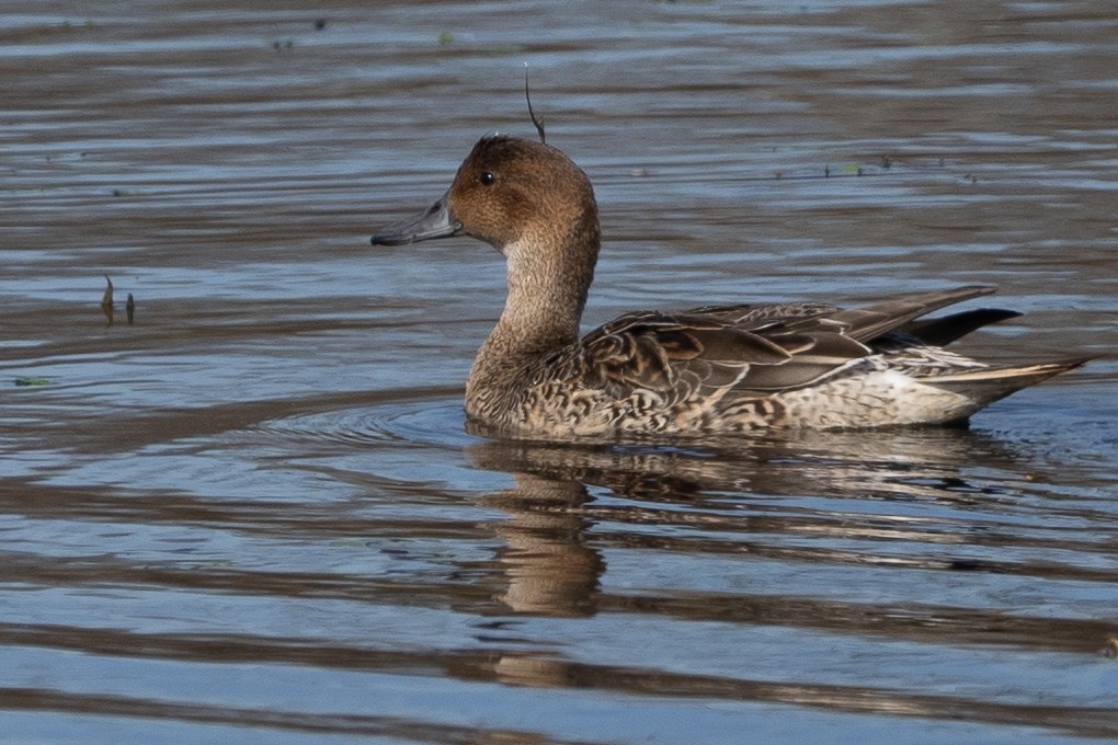 Northern Pintail - ML615175852