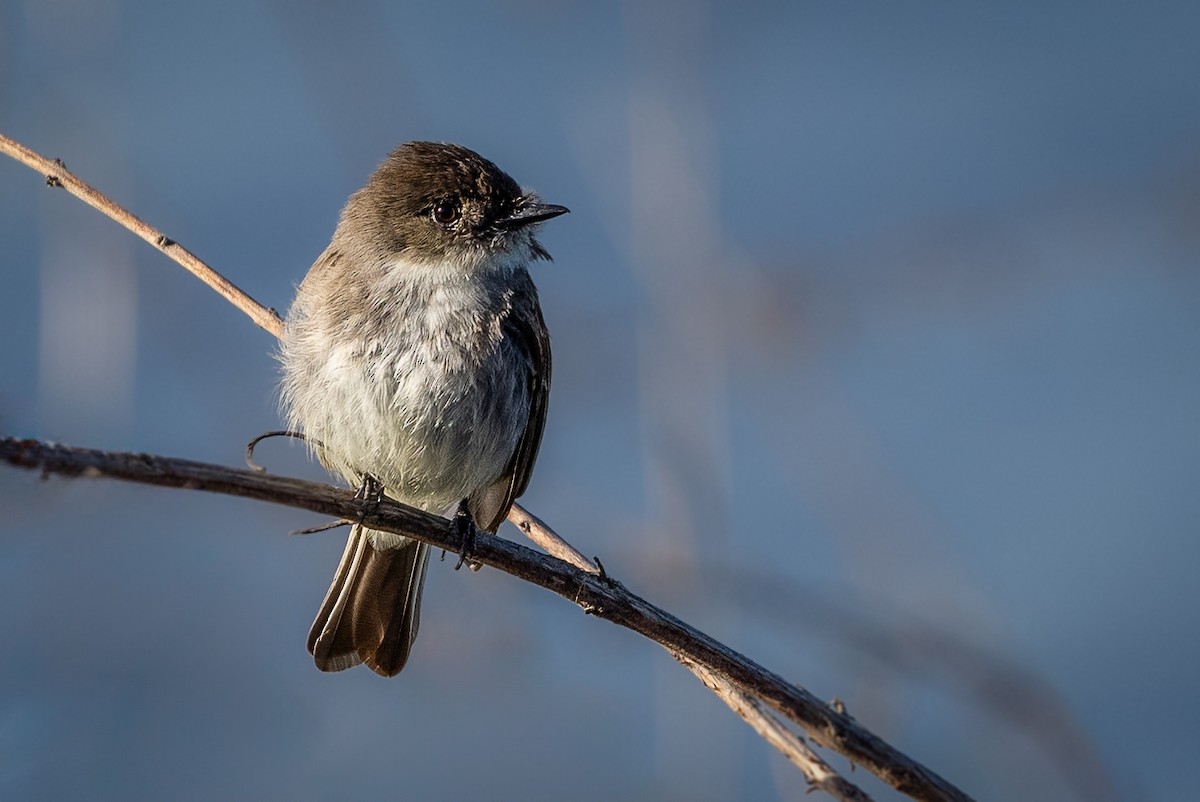 Eastern Phoebe - ML615175972