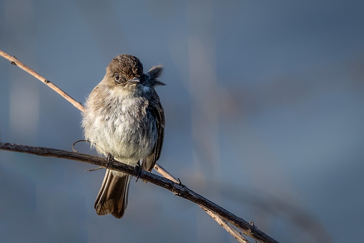 Eastern Phoebe - ML615175973