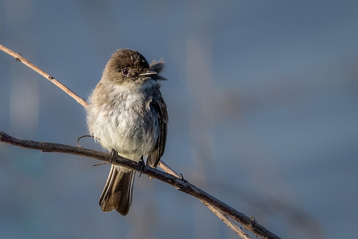 Eastern Phoebe - ML615175974