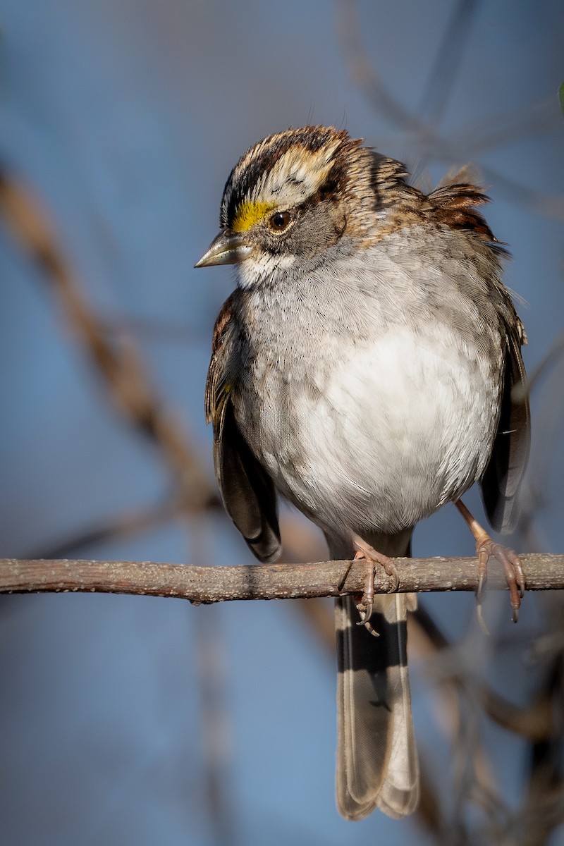 White-throated Sparrow - ML615176004