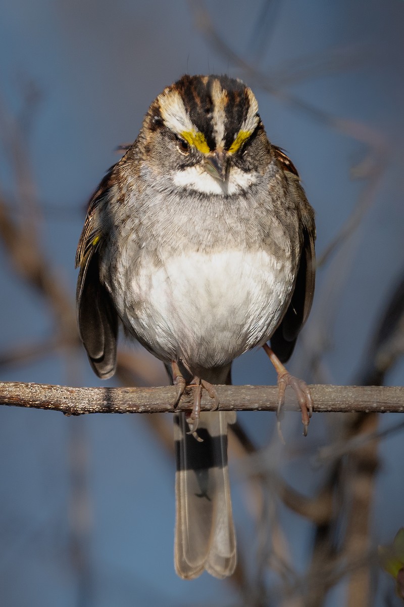 White-throated Sparrow - ML615176005