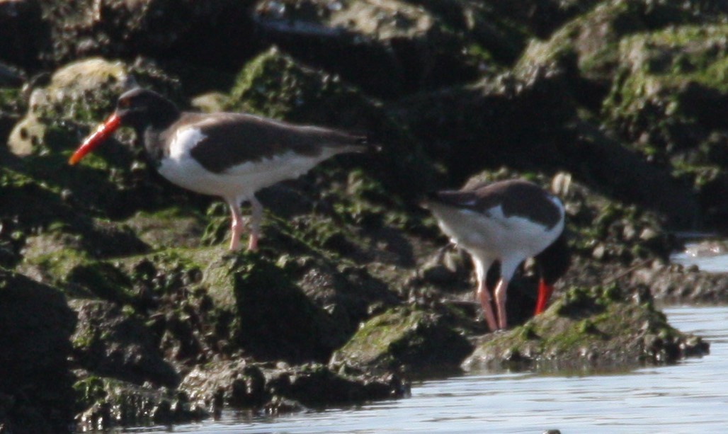 American Oystercatcher - ML615176007