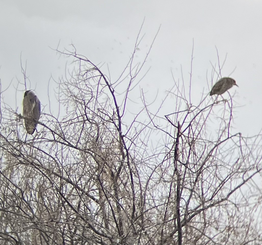 Black-crowned Night Heron - ML615176117