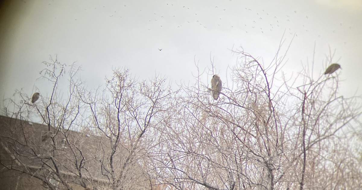 Black-crowned Night Heron - ML615176118