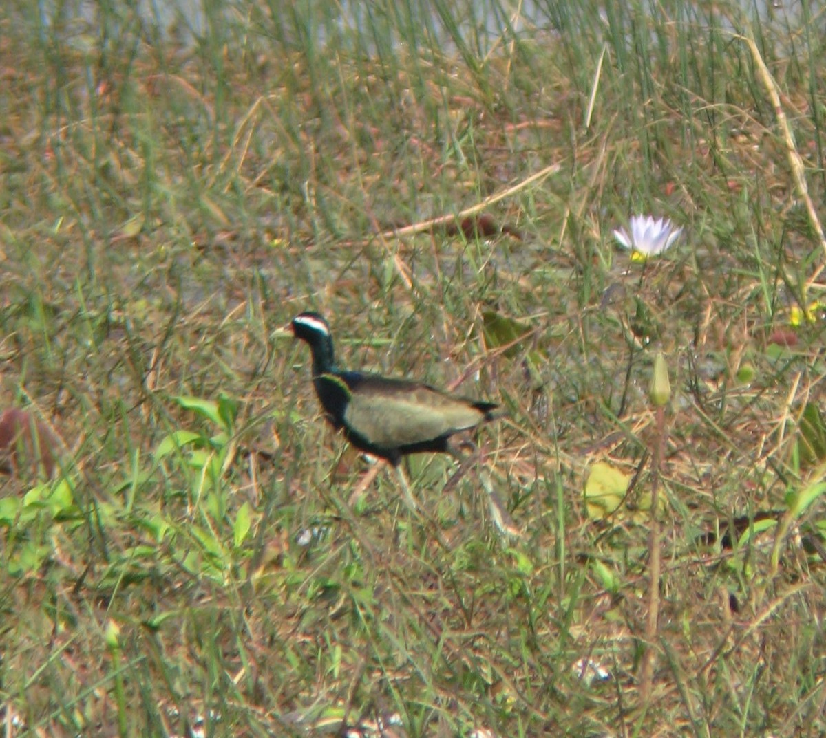 Bronze-winged Jacana - Bob Hargis