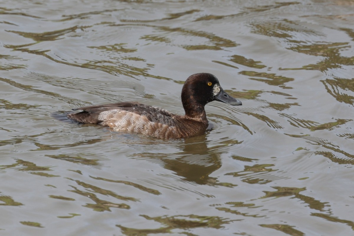 Greater Scaup - ML615176177