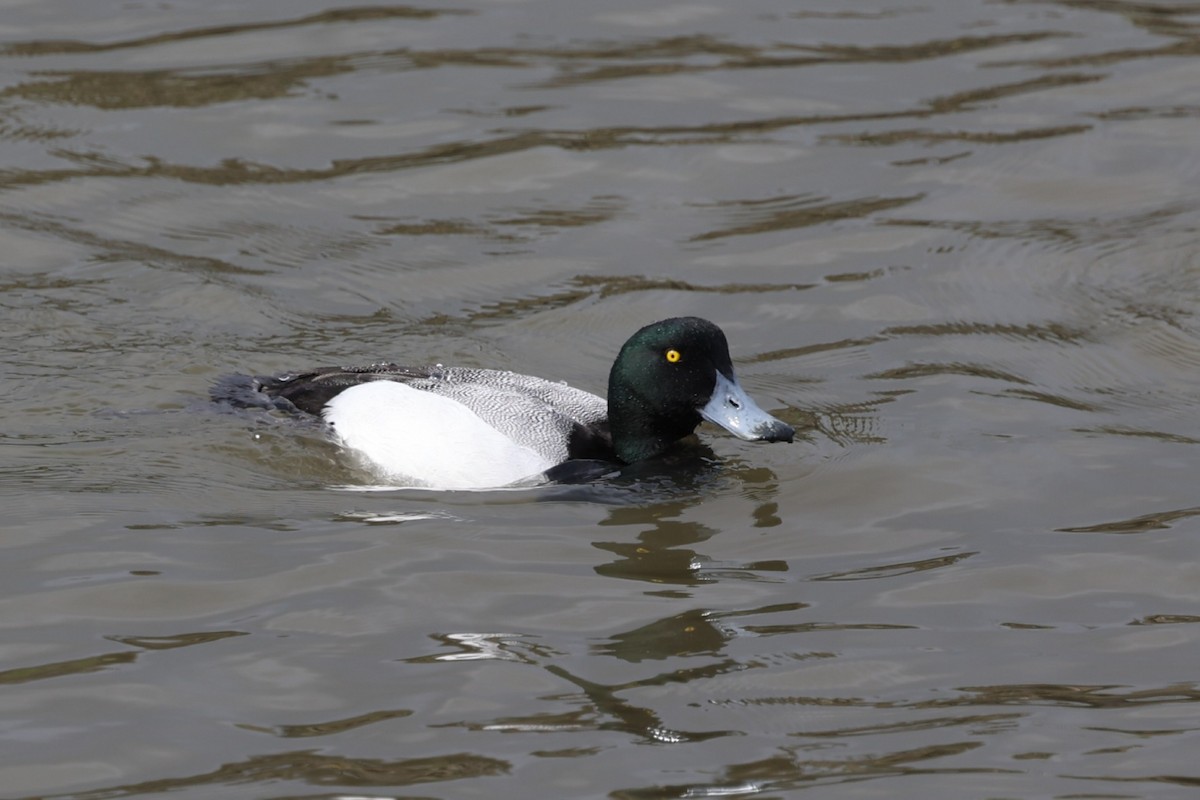 Greater Scaup - ML615176178