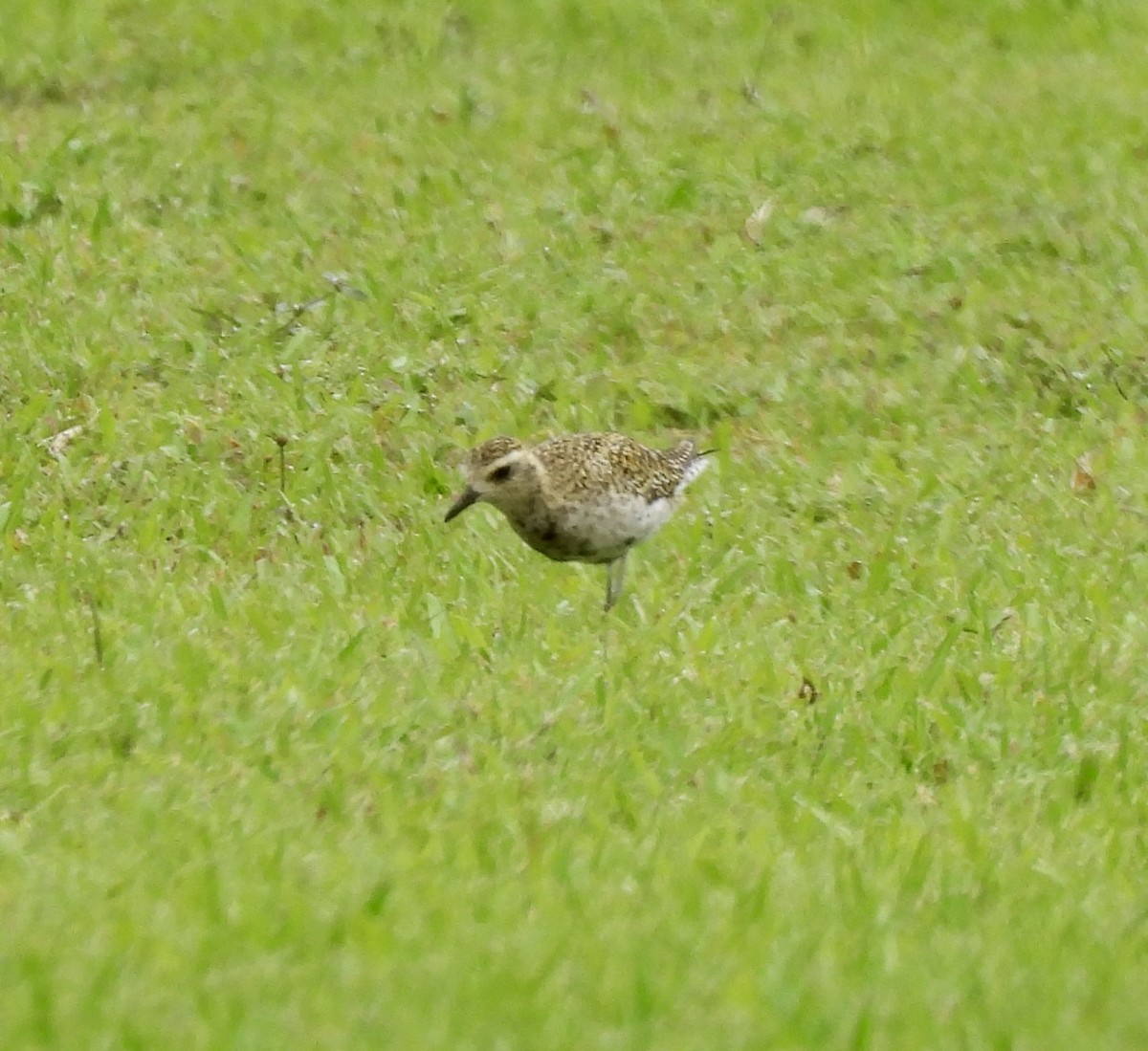 Pacific Golden-Plover - William McClellan