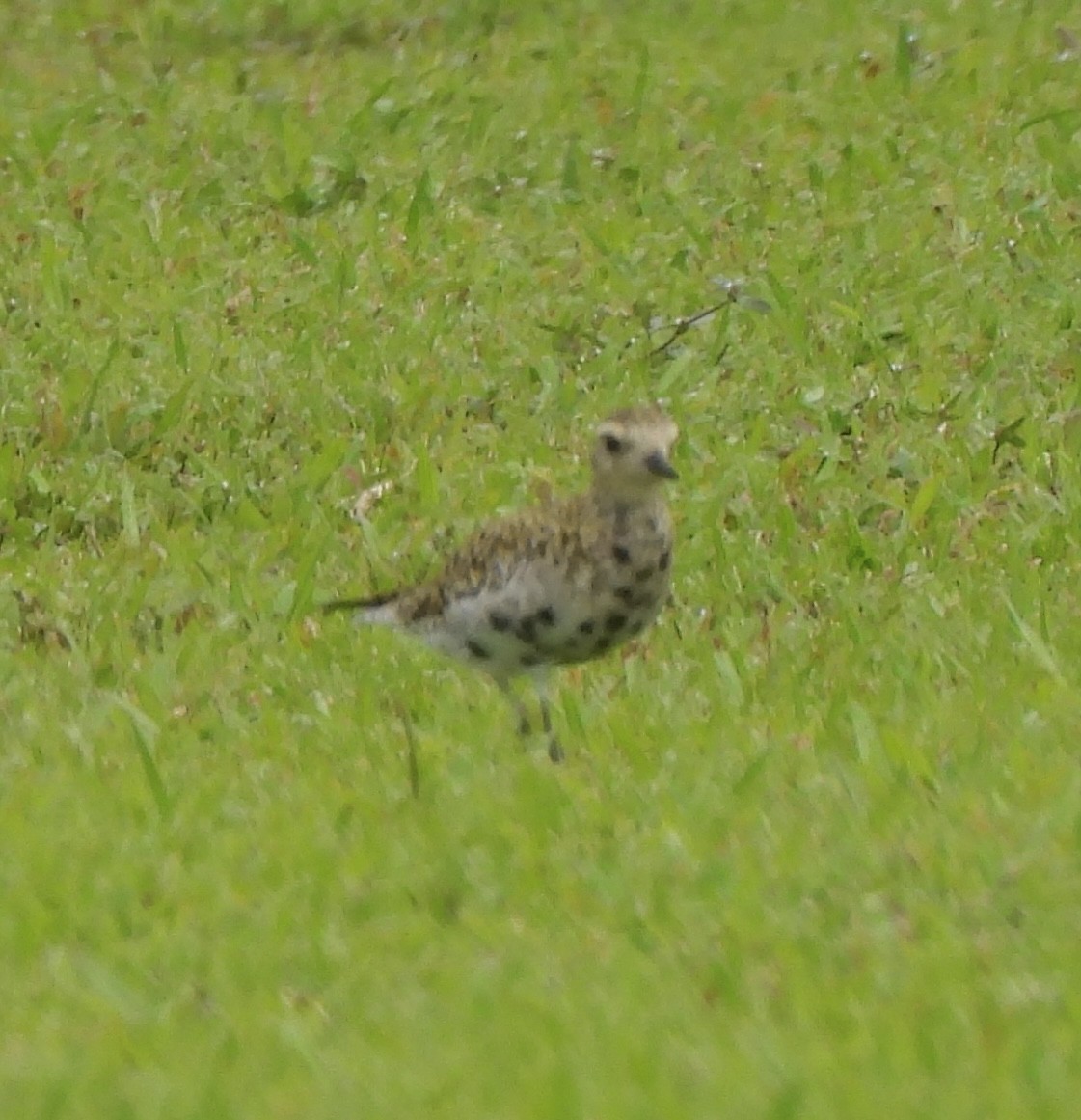 Pacific Golden-Plover - William McClellan