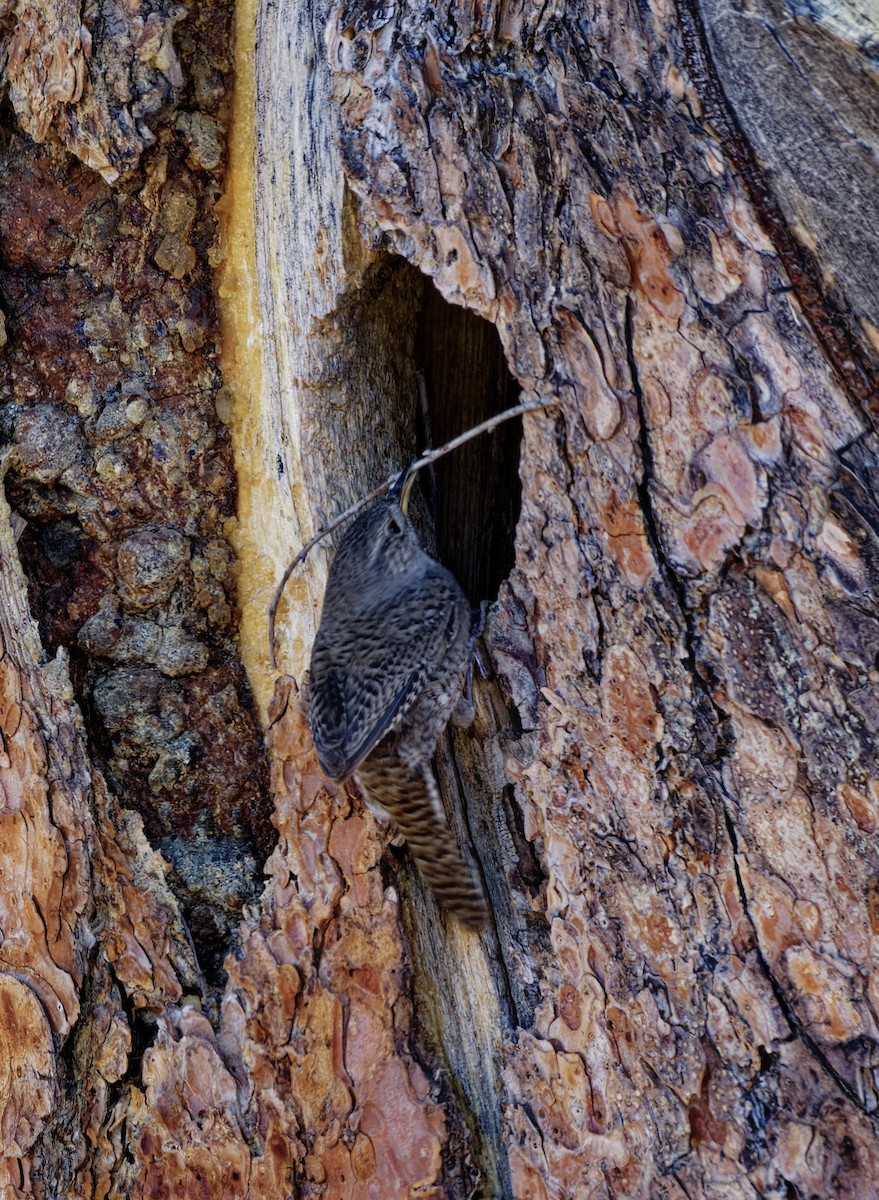 Northern House Wren - ML615176210