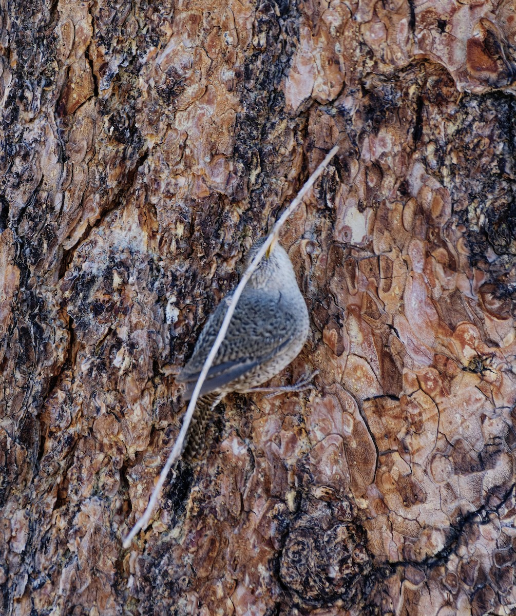 Northern House Wren - ML615176211