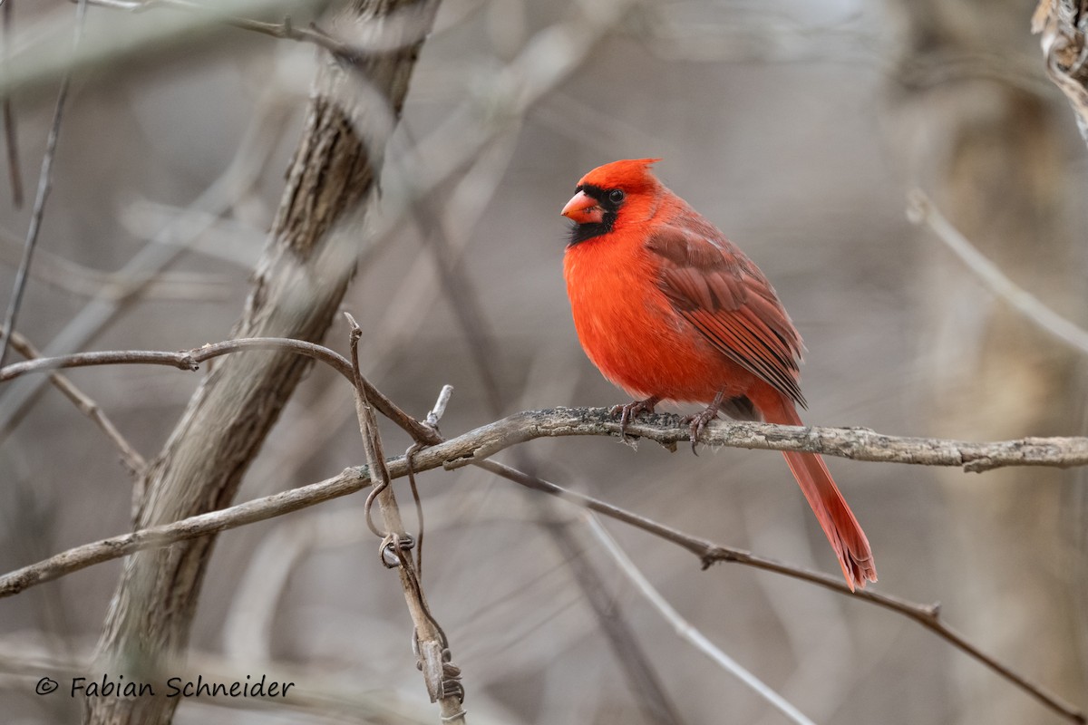 Cardinal rouge (groupe cardinalis) - ML615176221
