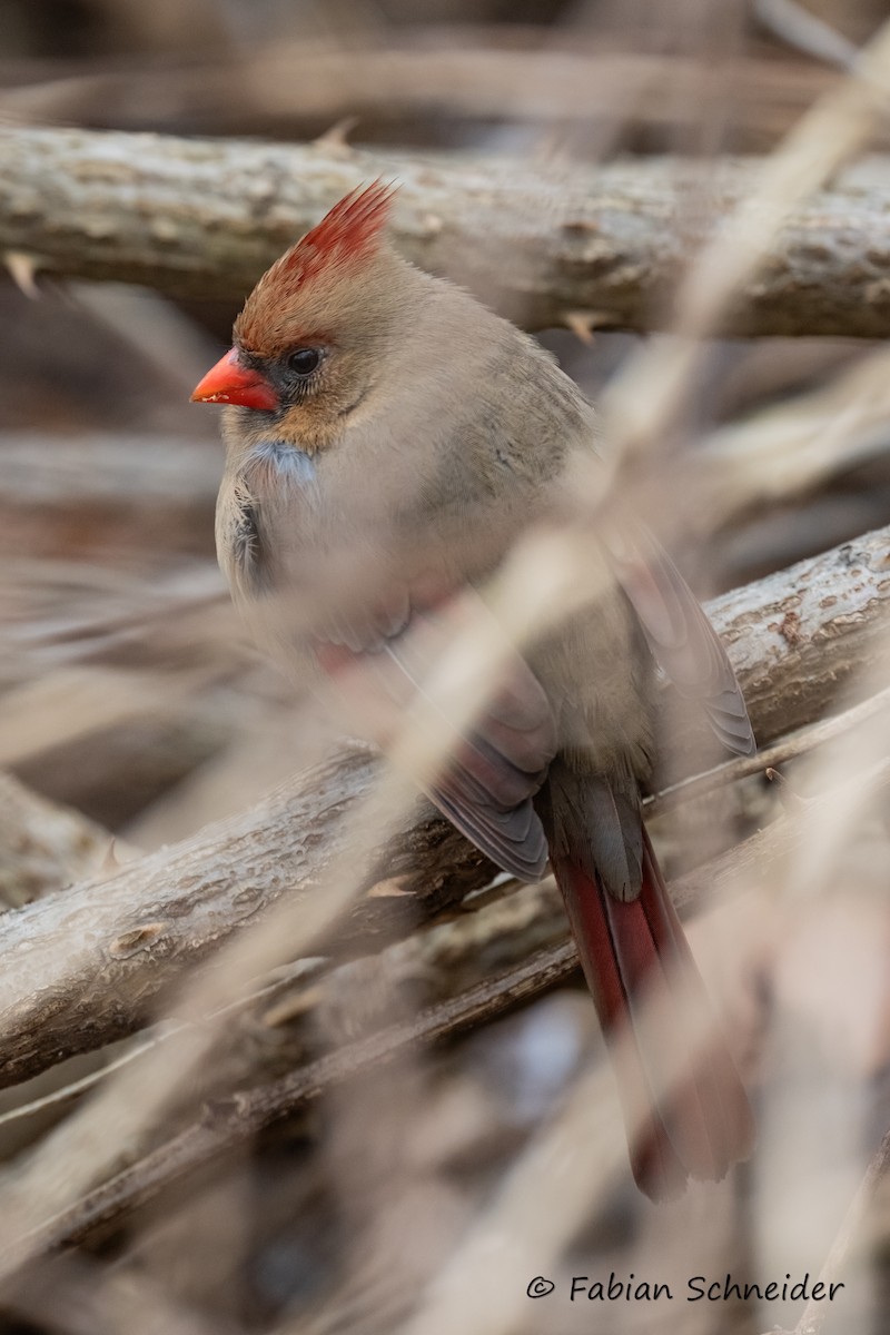 Cardinal rouge (groupe cardinalis) - ML615176254