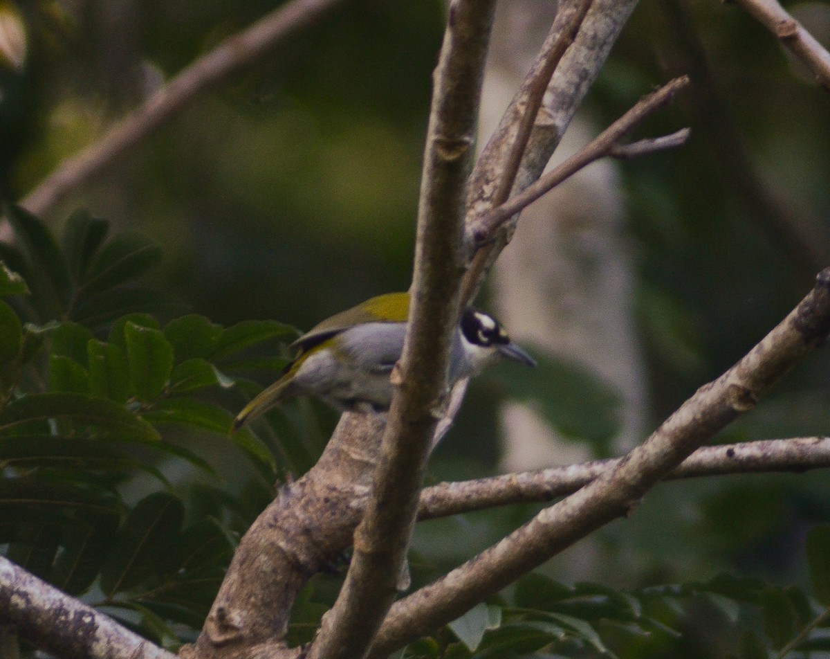 Black-crowned Palm-Tanager - ML615176267