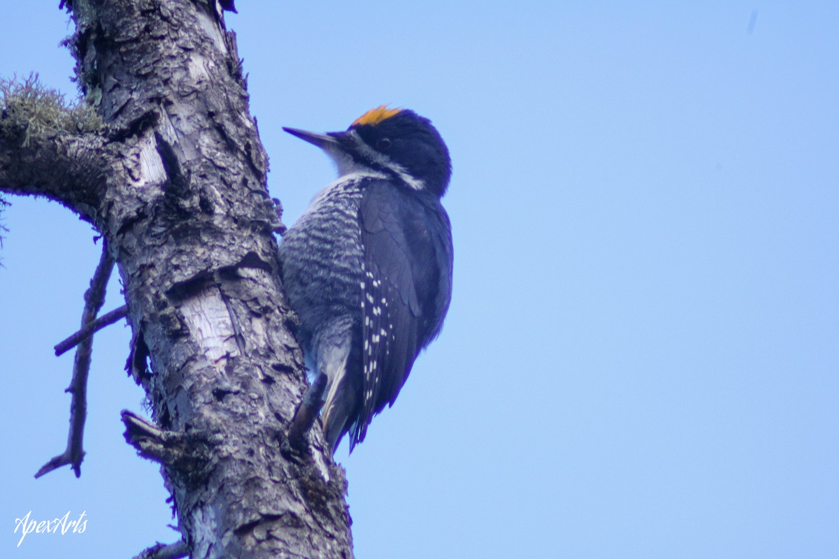 Black-backed Woodpecker - Madi Maccani