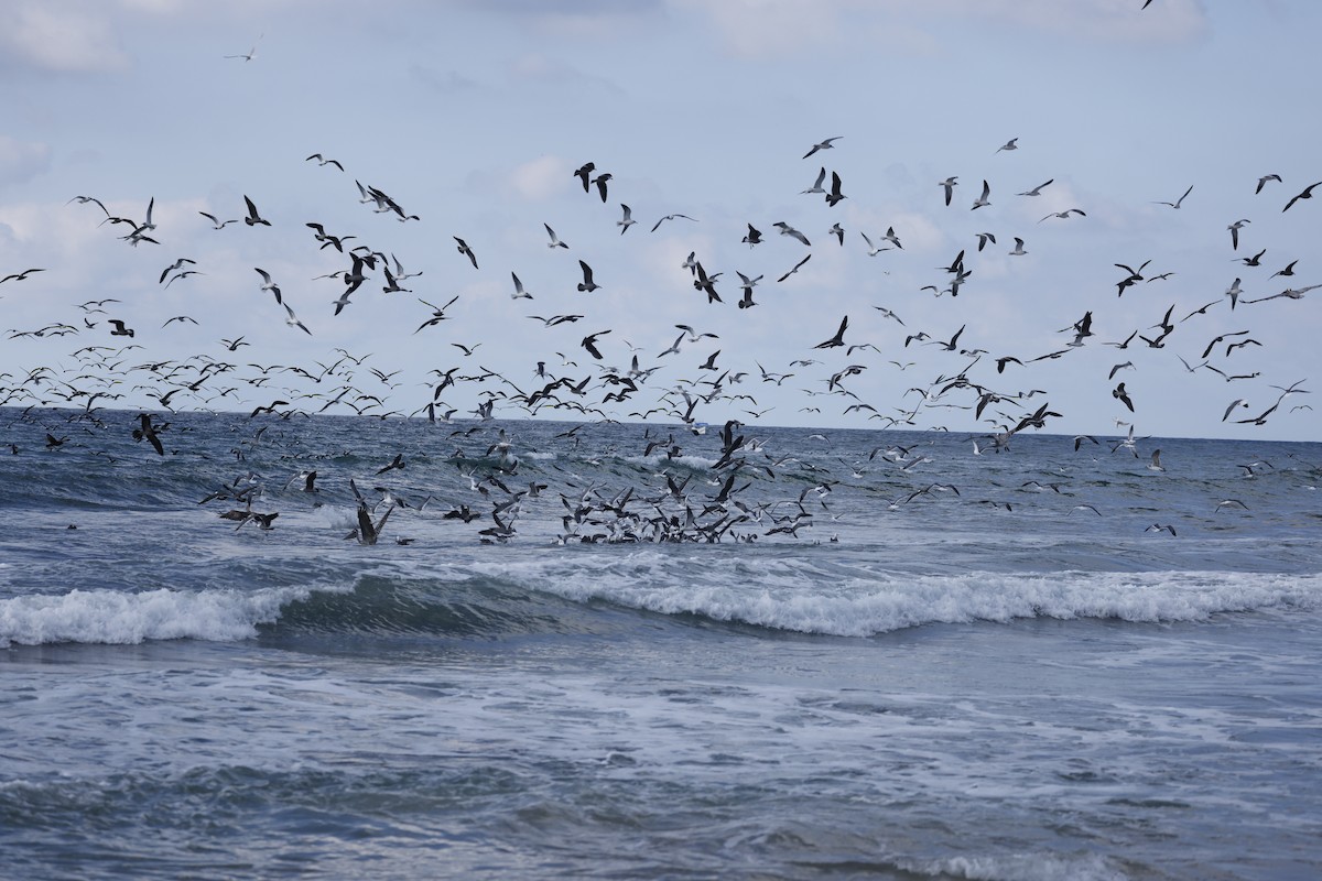 Gaviota Mexicana - ML615176296