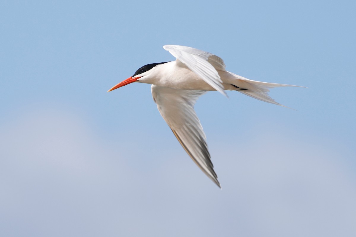 Elegant Tern - ML615176306