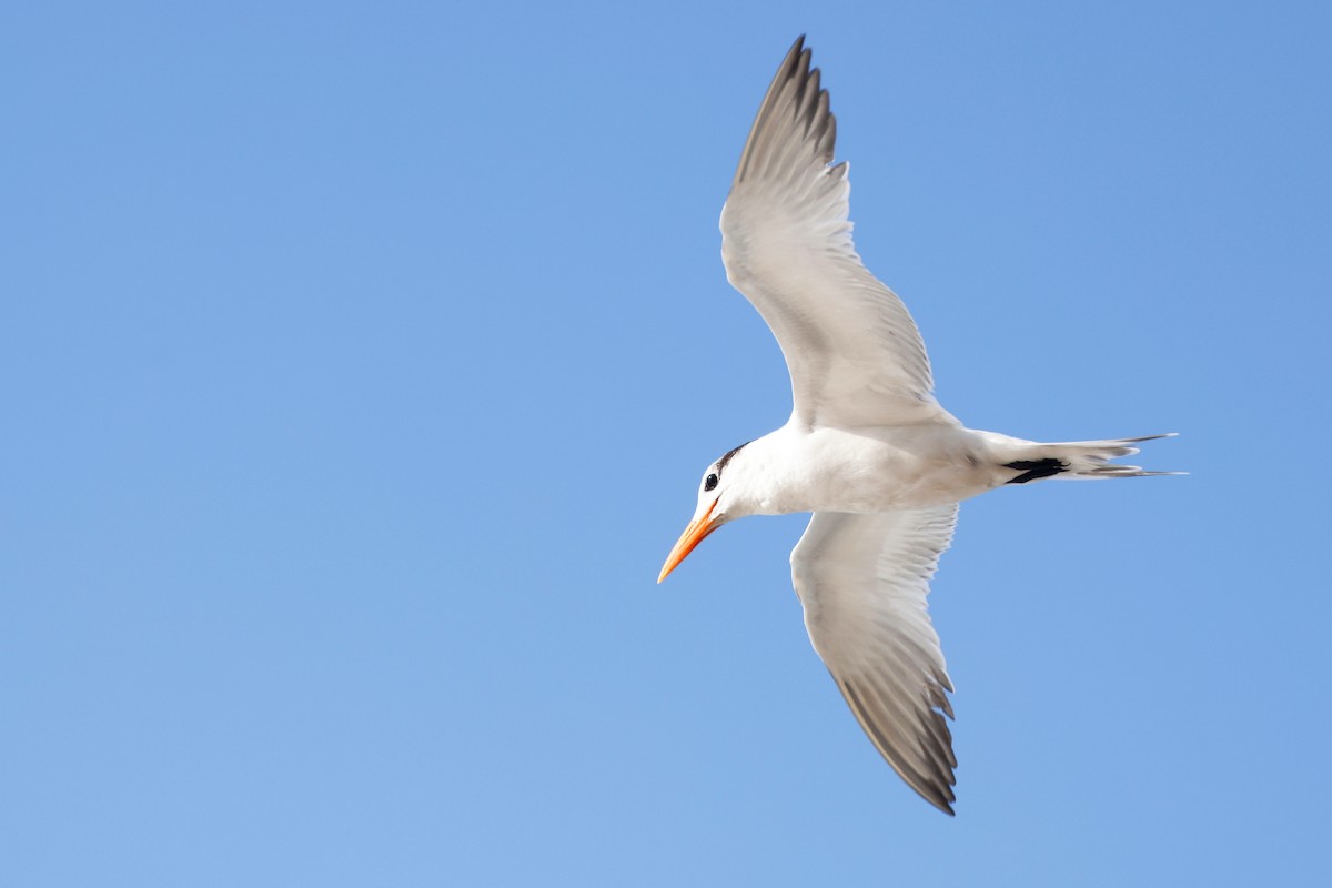 Royal Tern - ML615176313