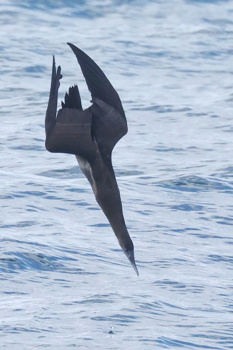 Brown Booby - ML615176329