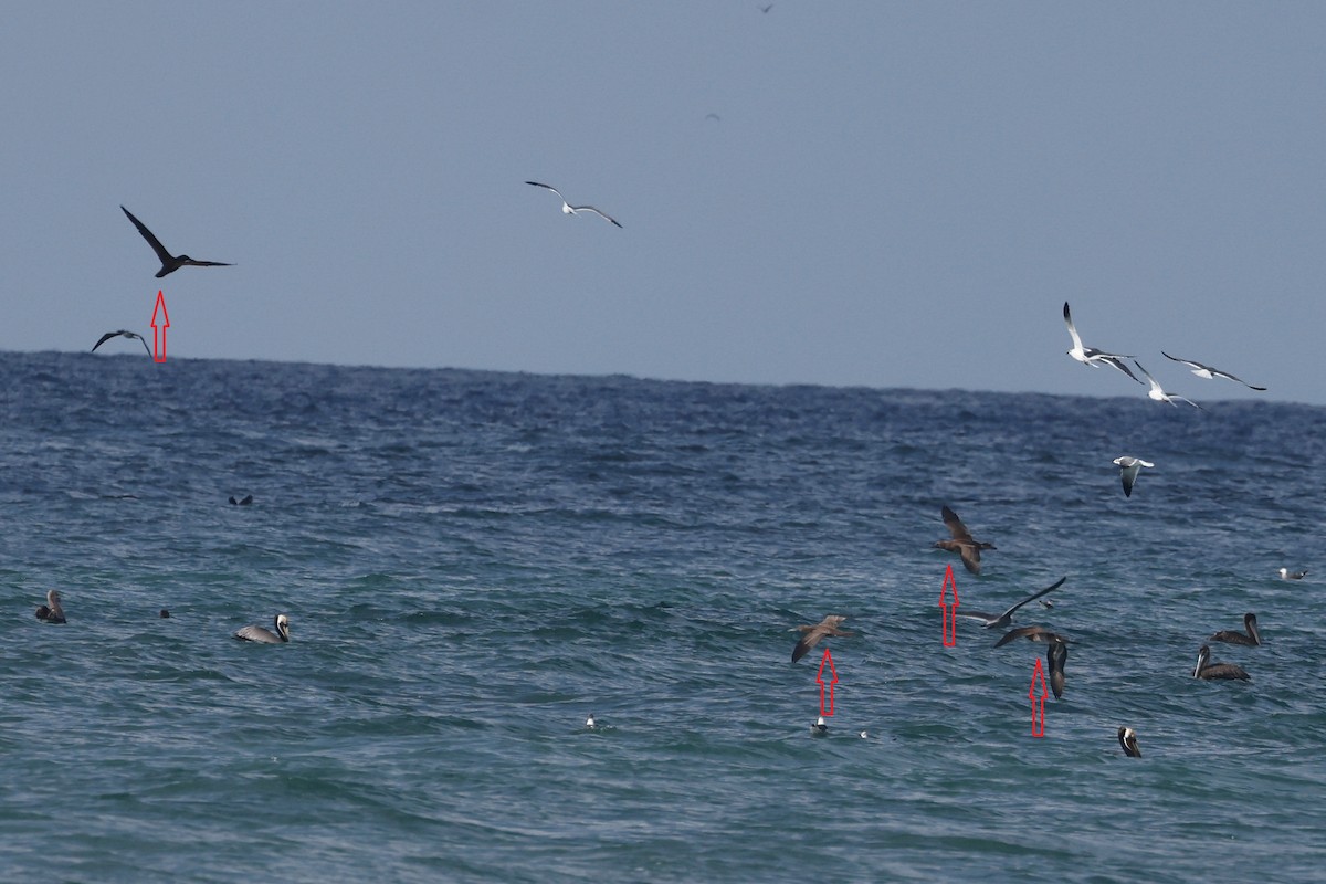 Brown Booby - ML615176330