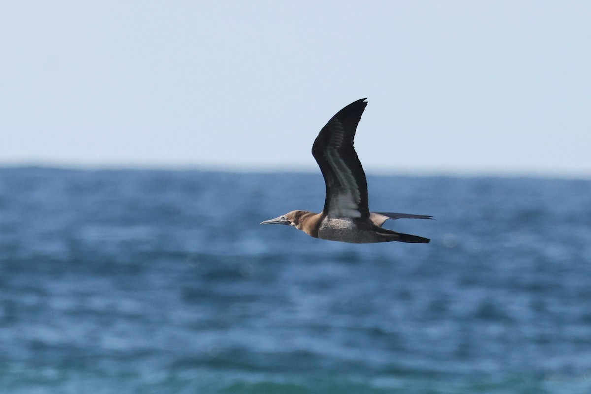 Brown Booby - ML615176332