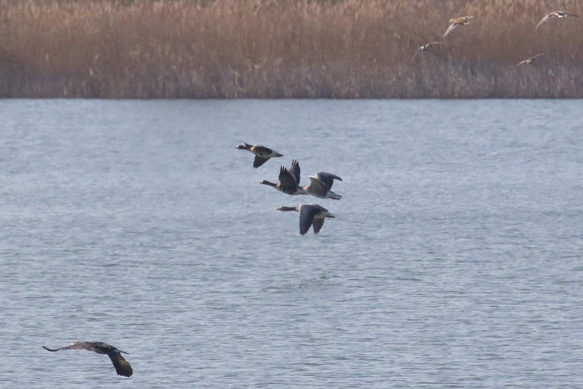 Greater White-fronted Goose - ML615176355