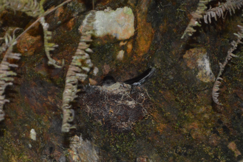 Salangane du Kinabalu - ML615176437