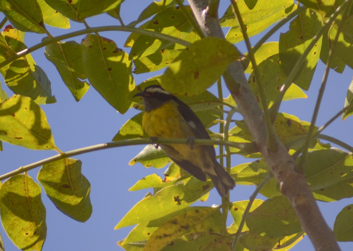 Bananaquit (Greater Antillean) - ML615176443