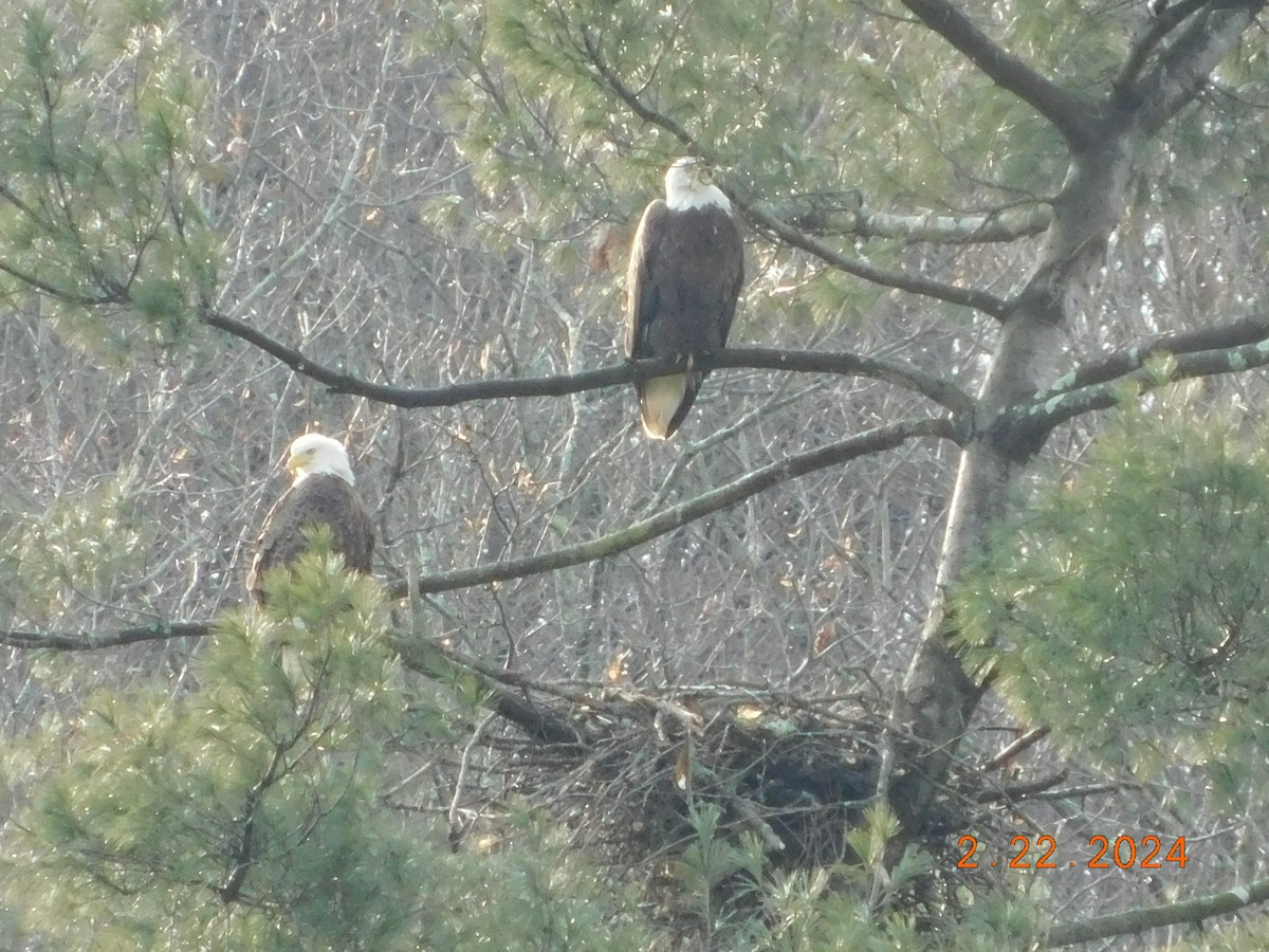 Bald Eagle - ML615176444