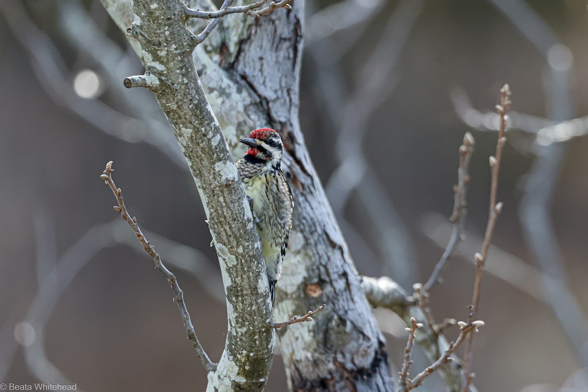 Yellow-bellied Sapsucker - ML615176474