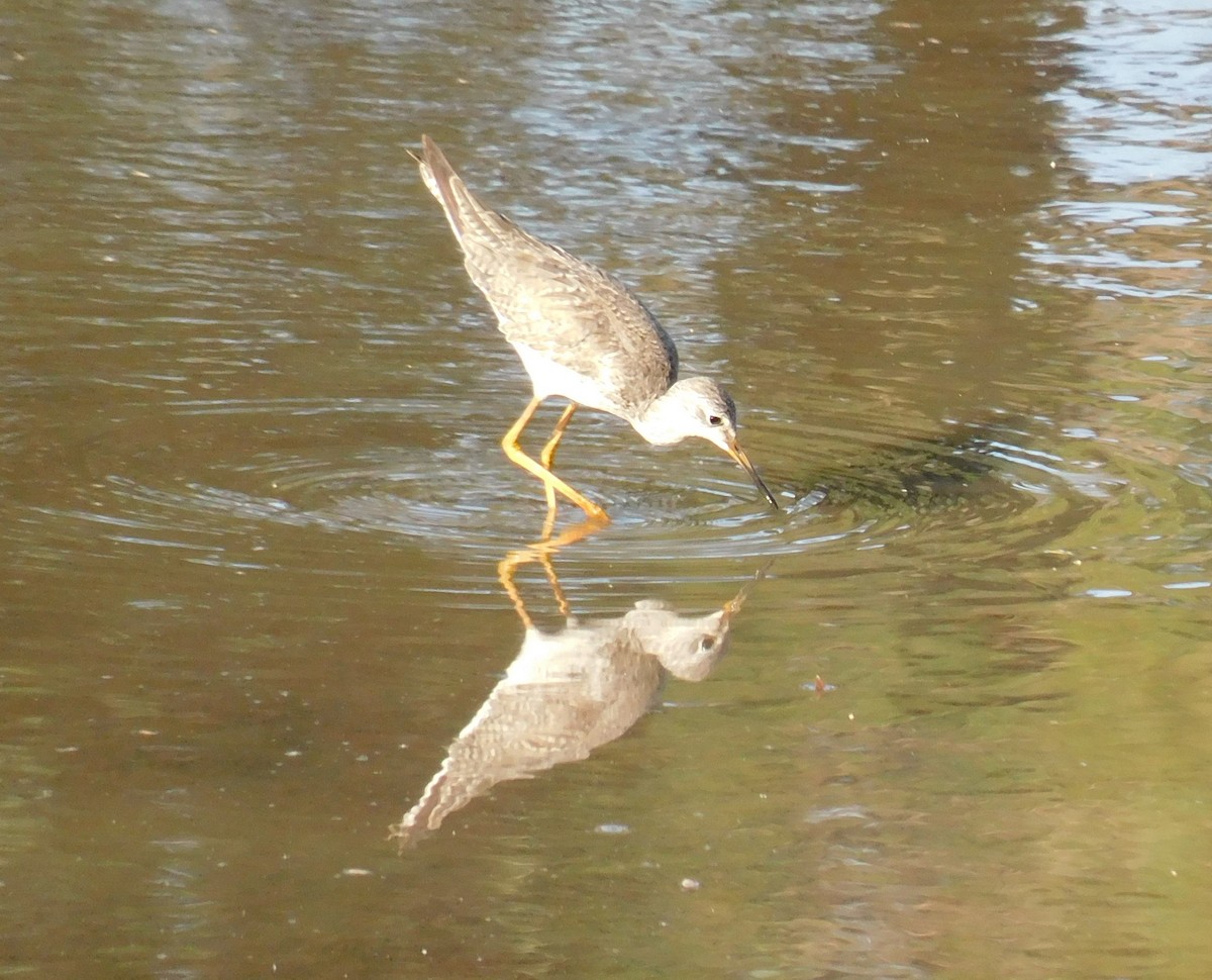 Lesser Yellowlegs - Luis Manuel Gómez