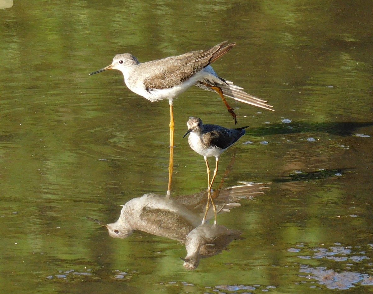 Lesser Yellowlegs - ML615176479