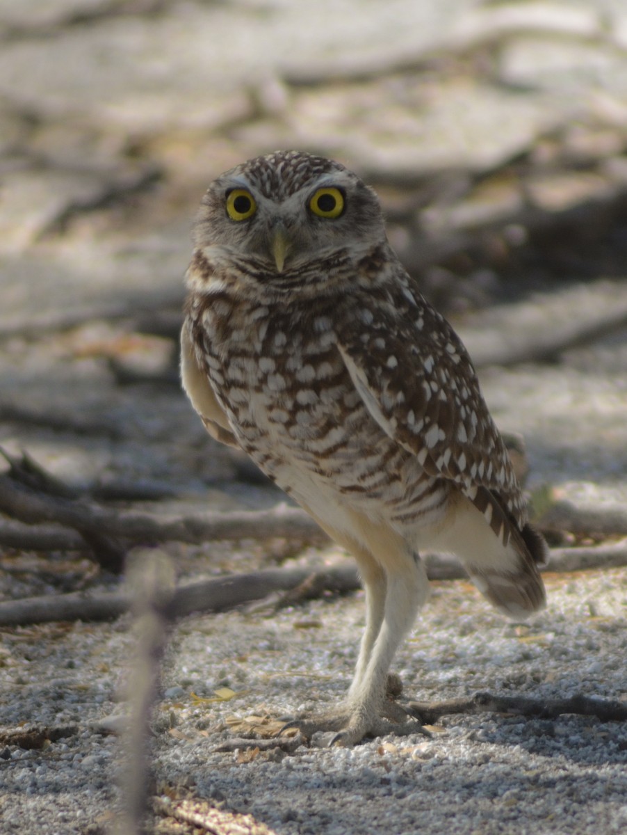 Burrowing Owl (guadeloupensis Group) - ML615176480